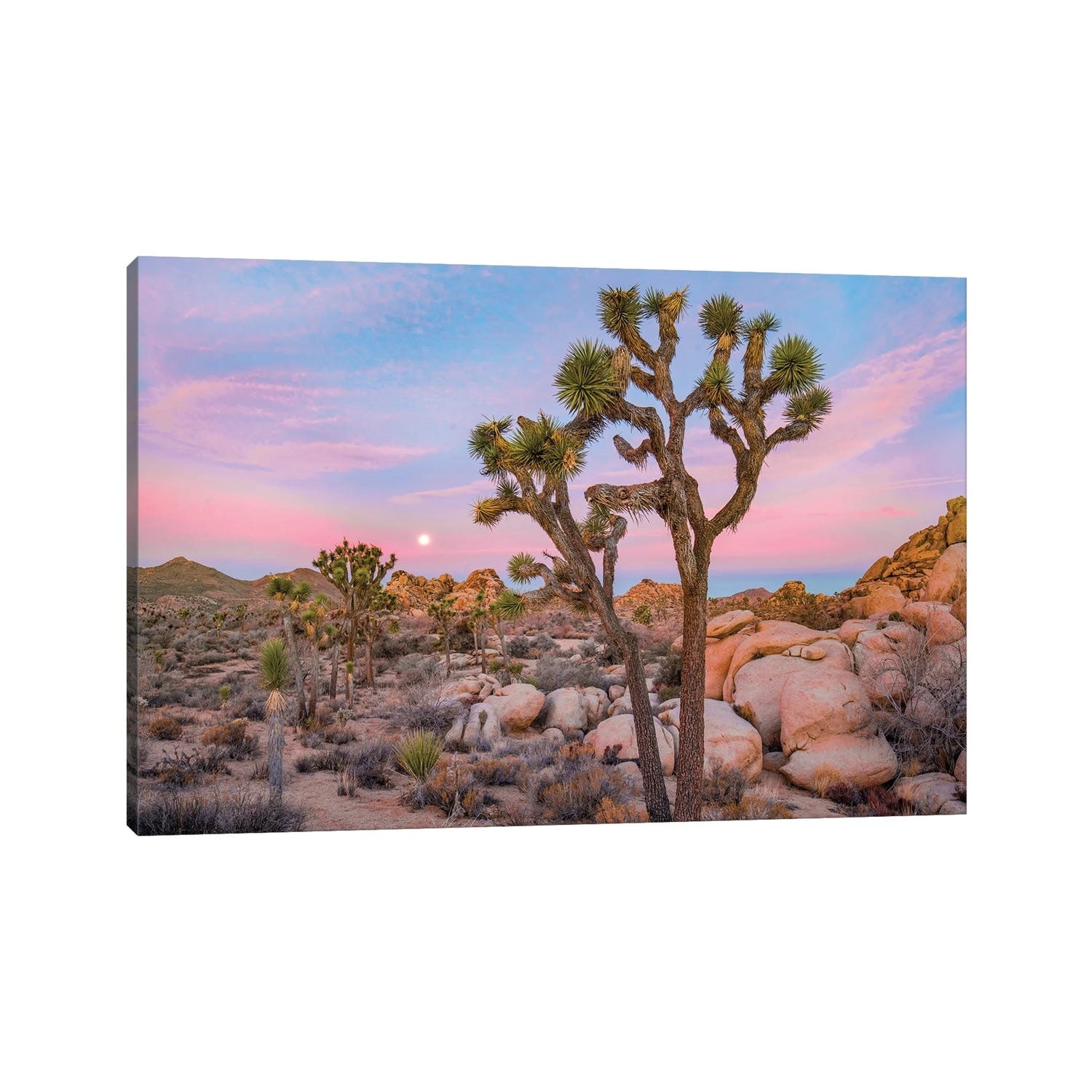 iCanvas "Joshua Tree In desert, Joshua Tree National Park, California" by Tim Fitzharris Canvas Print
