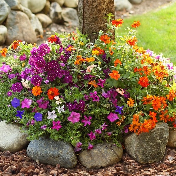 https://ak1.ostkcdn.com/images/products/is/images/direct/026d130d62c65b543c1ac2cf5992951ef79a62ac/Sunny-Annual-Pre-Seeded-Flower-Mat-With-Soil-%26-Plant-Food.jpg?impolicy=medium