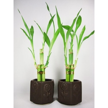 9greenbox bamboo vase ceramic lucky