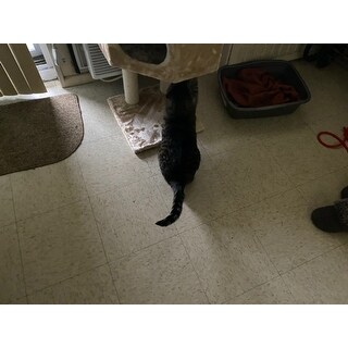 Shop Armarkat Cat Tree Pet Furniture Condo Overstock 4413792