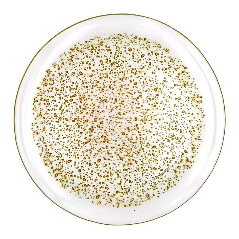 ISLA Dinner Plates Set of 4 - 11"