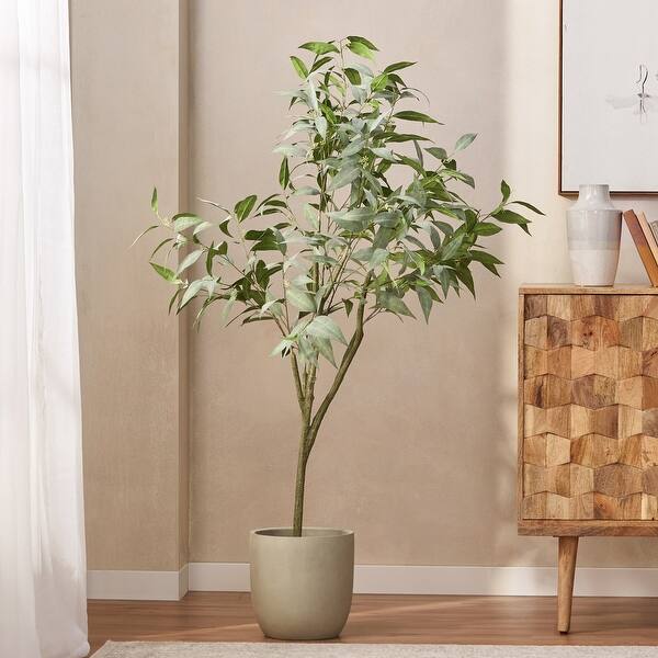 zelkova bonsai indoor or outdoor Zelkova | Bonsai