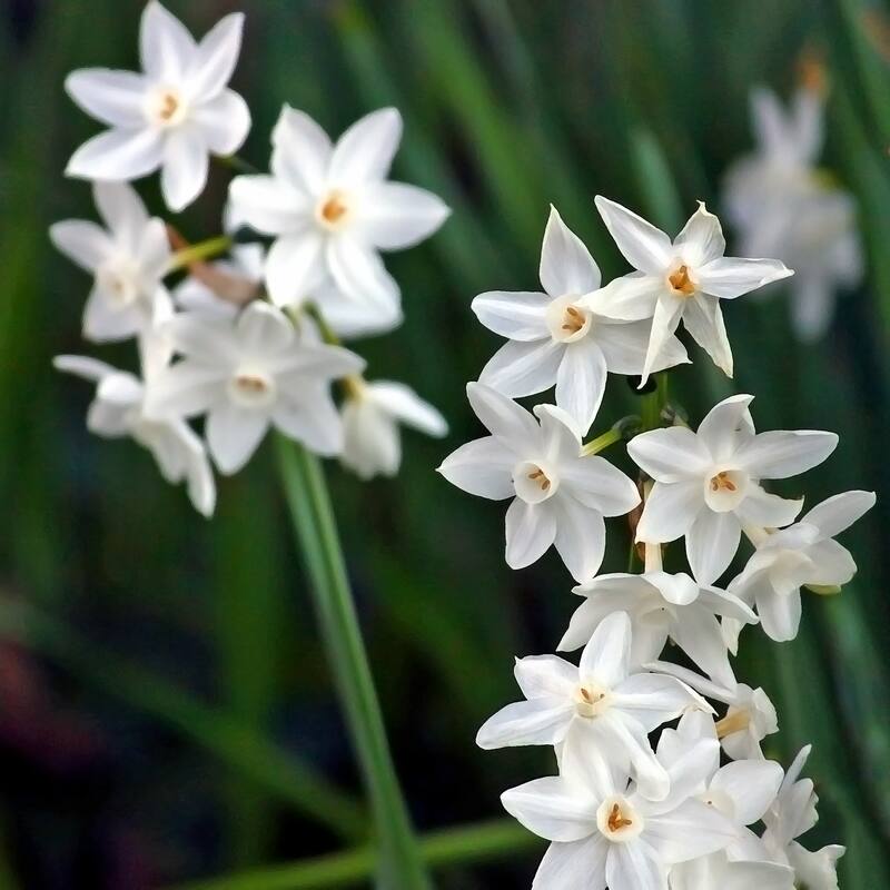 Paperwhite Fragrant Flowers - 9 Bulbs - Spring Blooming White Narcissus - Attracts Butterflies, Bees & Hummingbirds - 9 Bulbs