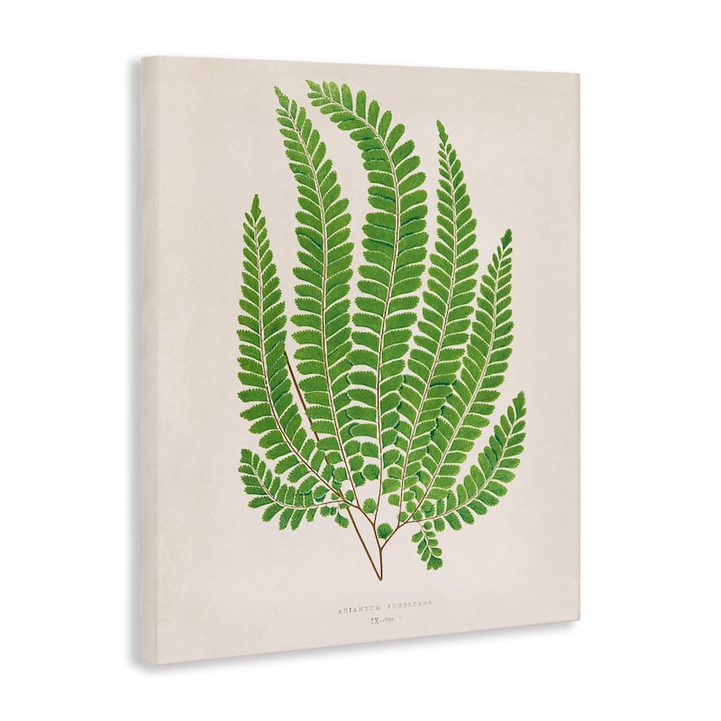 Stupell Cottage Ferns Study Canvas Wall Art Design By Phillipa Katz