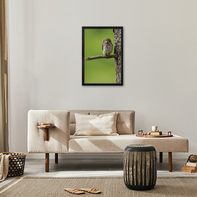 Eurasian Pygmy Owl Premium Framed Poster by Milan Zygmunt