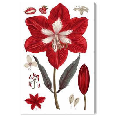 Amaryllis Anatomy Canvas by Art Remedy, Gallery Wrapped