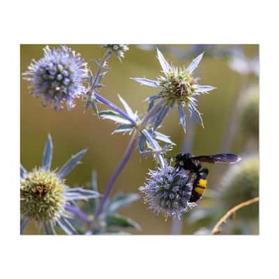 closeup of bumble bee on purple thistle Photography Art Print/Poster ...