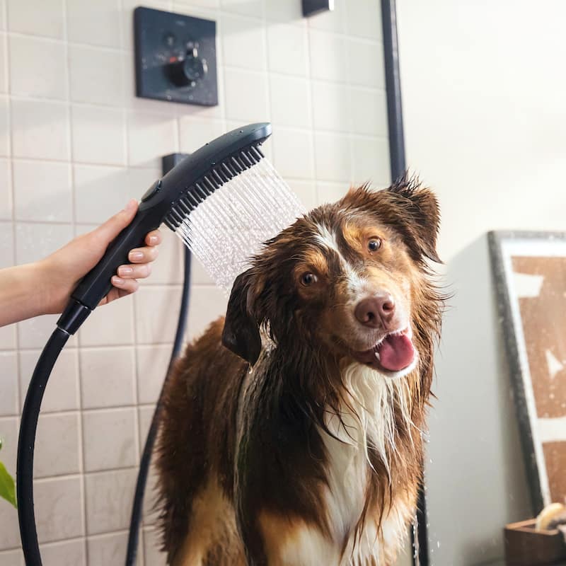 Hansgrohe 04974 DogShower 150, 3-Jet Select Hand Held Dog Shower Set