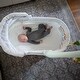 preview thumbnail 5 of 4, TruBliss Sweetli Calm Bassinet with Cry Recognition - Pink