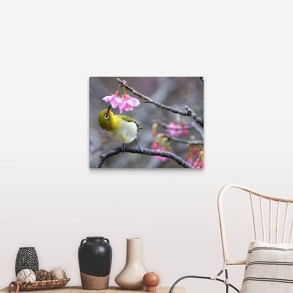 Shop Japanese Bush Warbler In Cherry Blossom Tree At Mount Yae