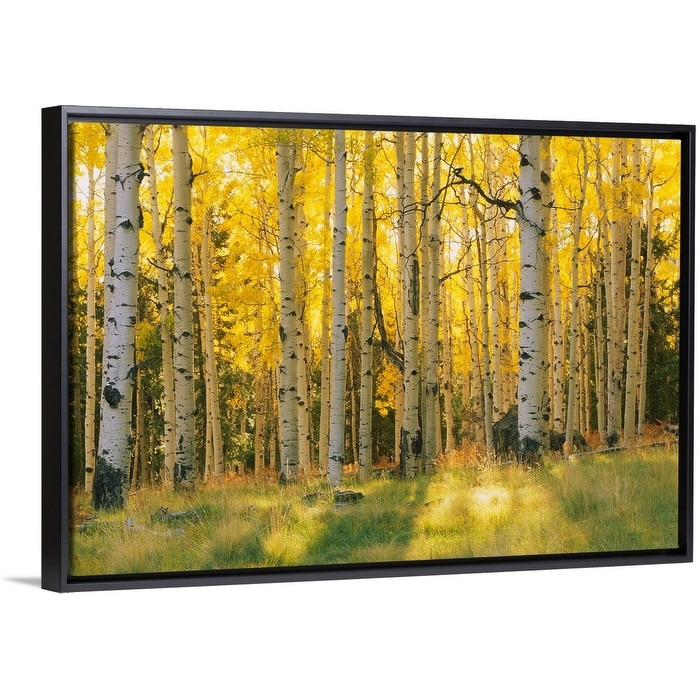 Shop Aspen Trees In A Forest Coconino National Forest Arizona