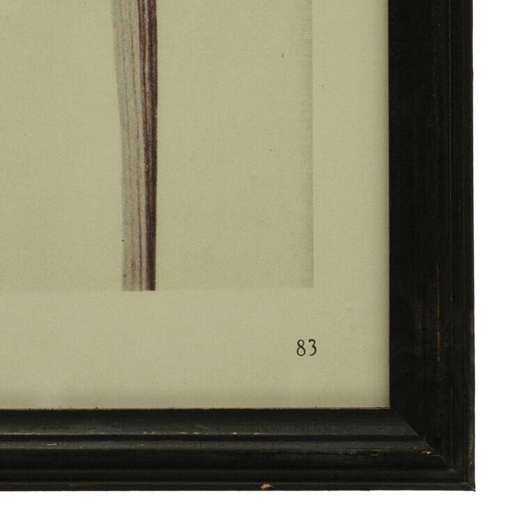 Wood Framed Artichoke Print with Glass Cover