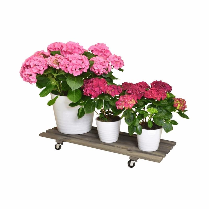 11.5" x 31" Gray Rectangle Wooden Indoor Plant Caddy - 31."Lx11.5"Wx3.4"H