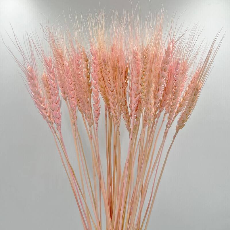 Bundle of 4 Dried wheat, 50 pcs,24" long - 24 inches