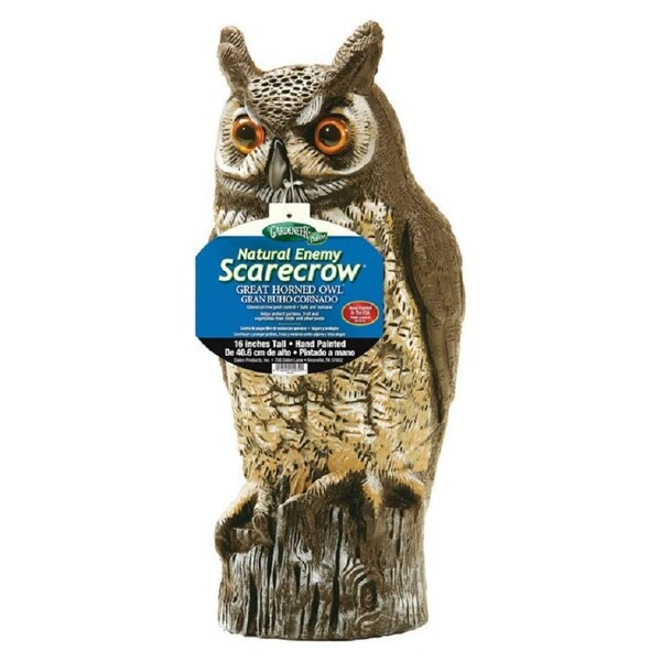 Dalen Ow 6 Great Horned Owl 16