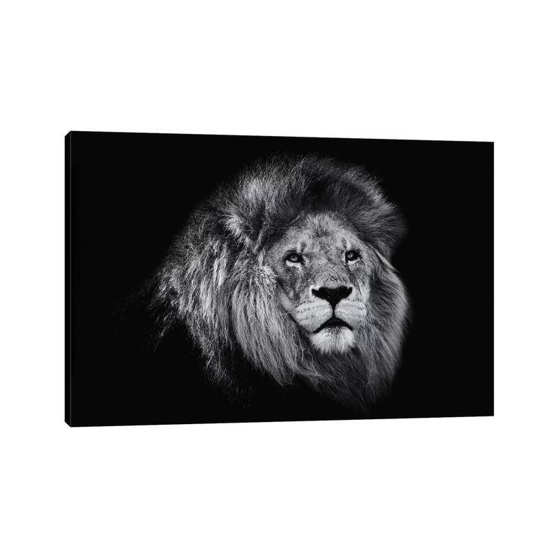 iCanvas "African Lion In Black And White" by David Whelan Canvas Print