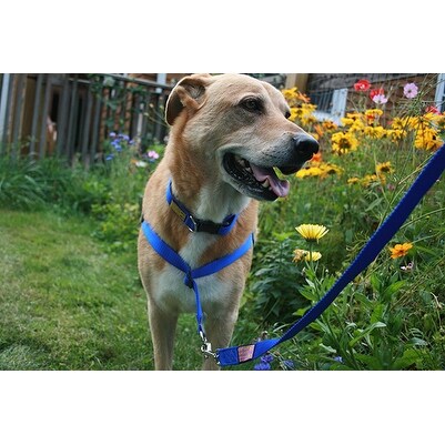 walk your dog with love harness