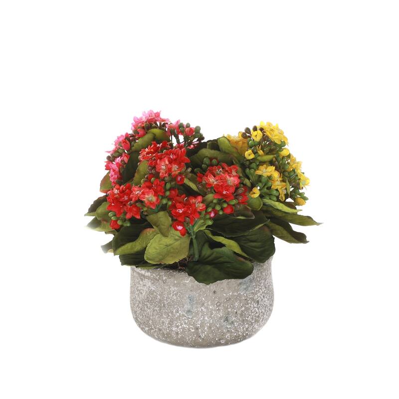 Kalanchoe Flower Bushes Red Yellow Pink in Stone Round Pot