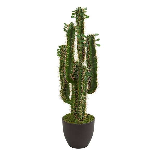efeu hedera helix zimmerpflanze Gemeiner Efeu (Hedera helix) | 100-125 cm im Topf