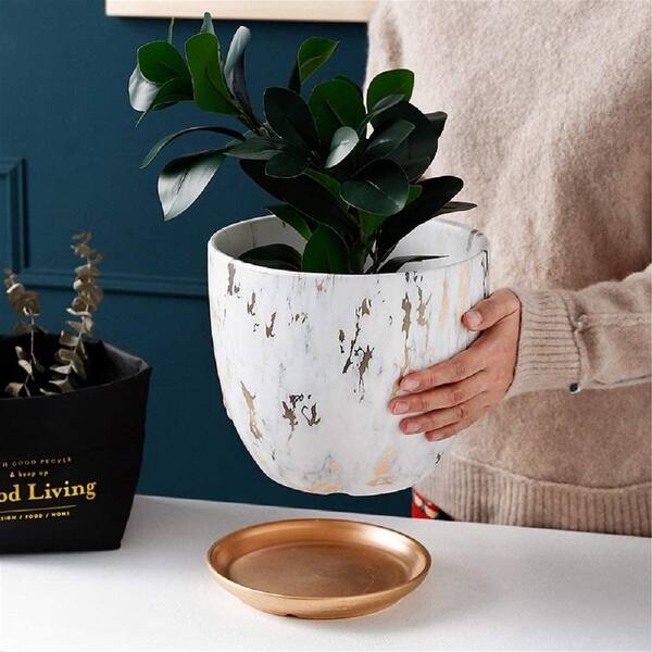 large pots with succulents Tangletown Designed Succulent Bowl main image 0