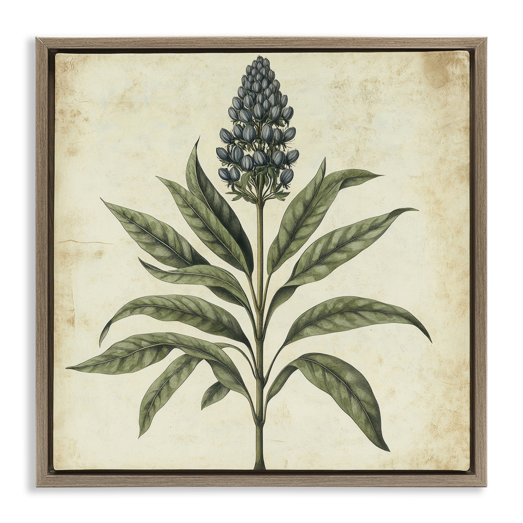 Stupell Vintage Blue Botanical Illustration Framed Floater Canvas Wall Art Design By Petal Prints Design