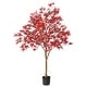 preview thumbnail 2 of 2, Potted Japanese Maple Tree 4'