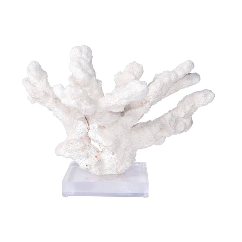 Catspaw Coral 12-15 Inch On Acrylic Base