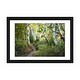 preview thumbnail 1 of 18, iCanvas "Birch Trees & Tall Grass" by Danny Head Black - 24x32x1