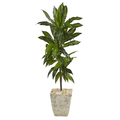 4' Dracaena Artificial Plant in Country White Planter (Real Touch)