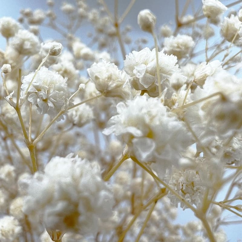 Bundle of 4 Preserved Gypsophila, Baby's Breath,24" long - 24 inch