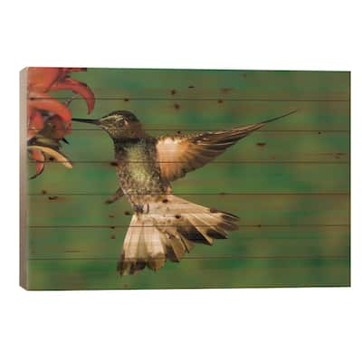 Buff-Tailed Coronet Hummingbird Feeding On Flower, Andes, Ecuador I Print On Wood by Tom Vezo - Multi-Color