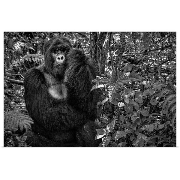 "Kwitonda Silverback" Poster Print