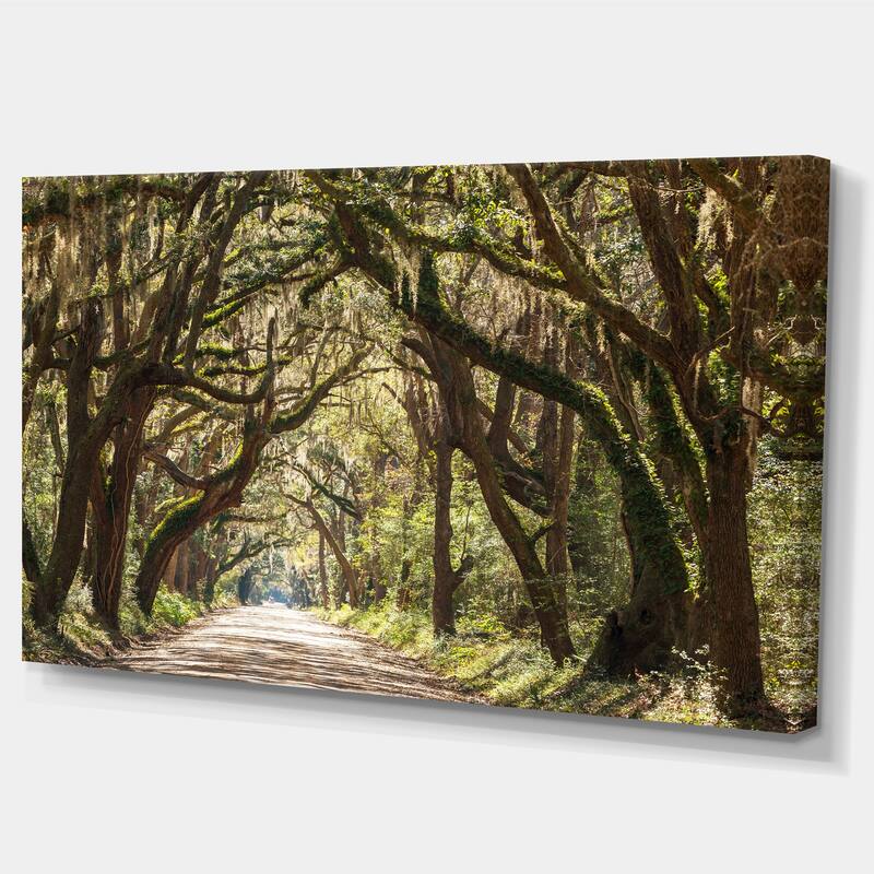 Designart "Trees Tunnel in Botany Bay" Landscape Print Wall Art