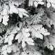 preview thumbnail 3 of 1, National Tree Company 6 ft. Feel-Real Acacius Snowy Hinged Tree - 6 Foot