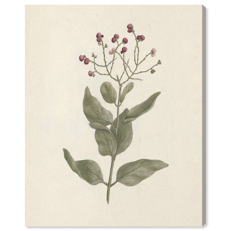 Wynwood Studio Canvas Floral and Botanical Luigi Balugani - Ehretia Cymosa Thonning White and Traditional Wall Art Canvas Print