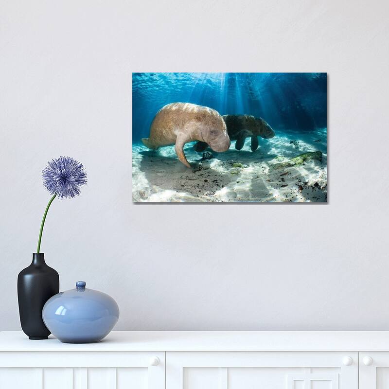 iCanvas "Florida Manatees In Crystal River, Florida" by David Fleetham Canvas Print - 12x18x1.5