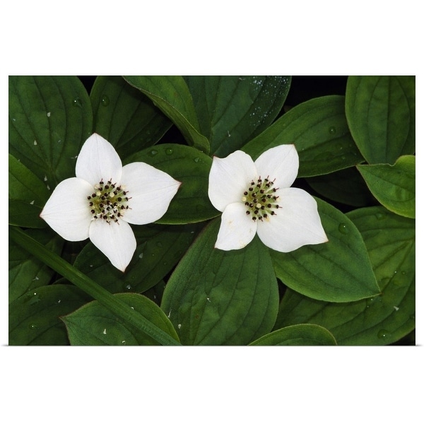 "Bunchberry flowers (Cornus canadensis) in bloom, close up, Vermont" Poster Print