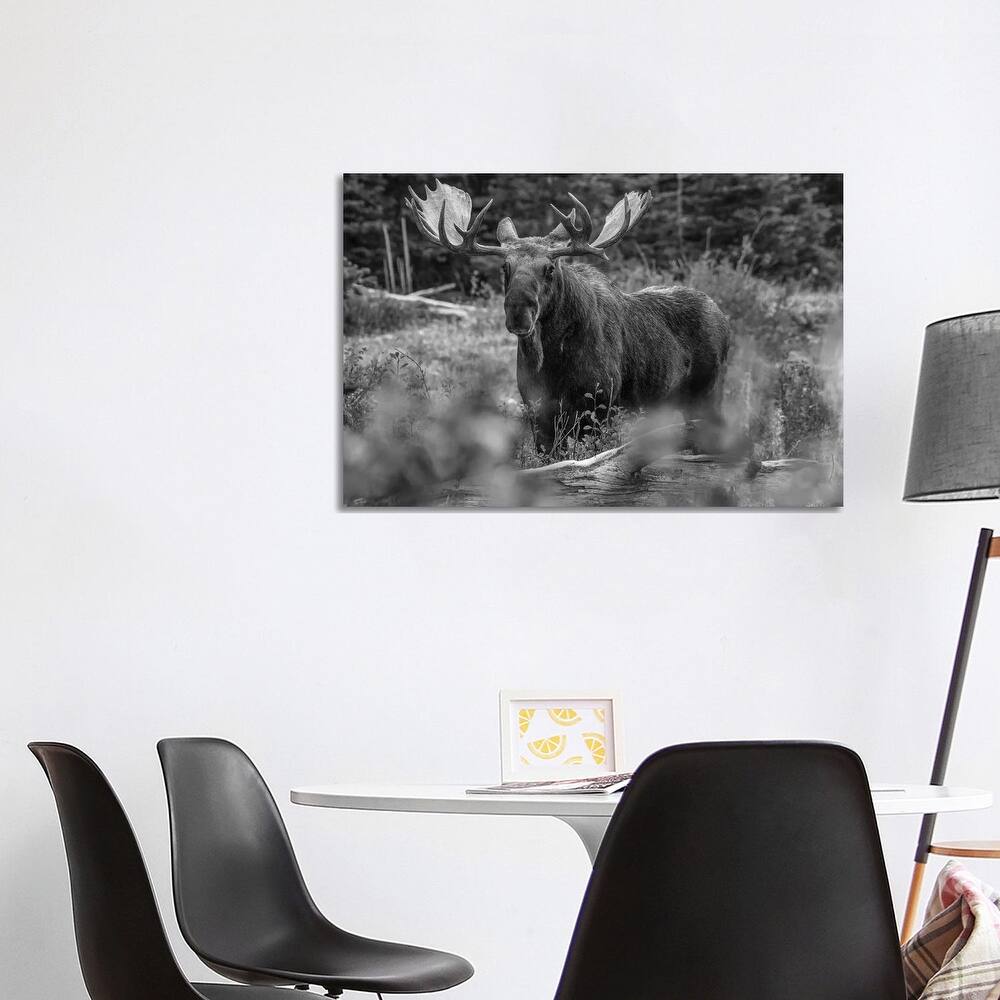iCanvas "Moose bull, Glacier National Park, Montana" by Tim Fitzharris Canvas Print
