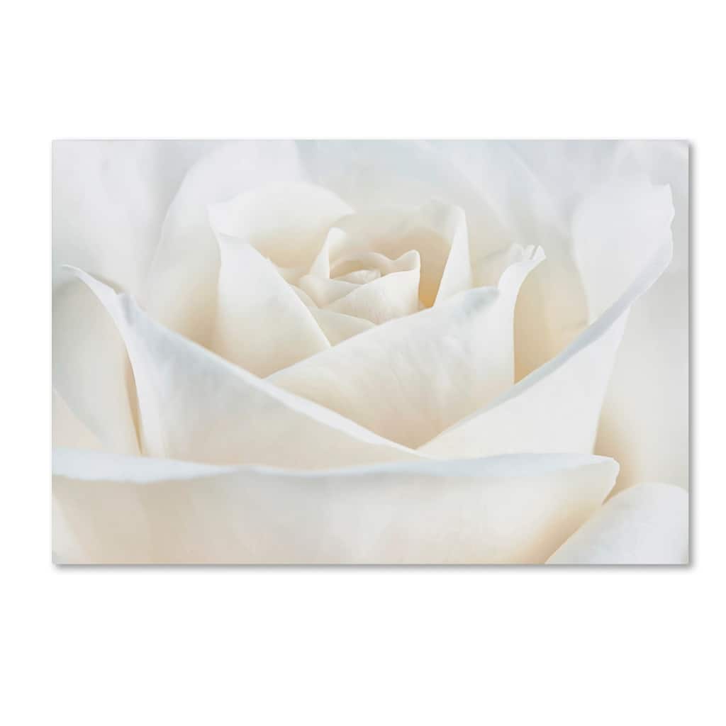 Cora Niele 'Pure White Rose' Canvas Art