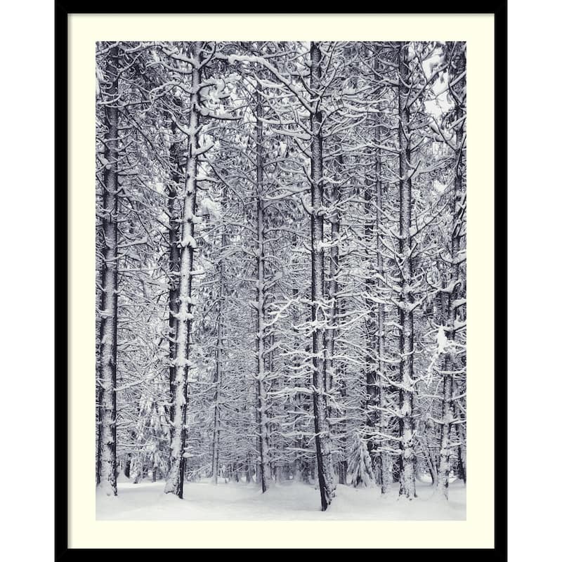 Framed Art Print 'Pine Forest in the Snow, Yosemite National Park' by Ansel Adams 25 x 31-inch