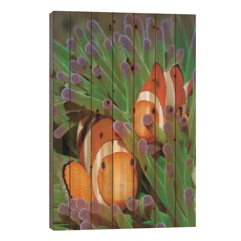 Clown Anemonefish In Sea Anemone Tentacles, Indonesia Print On Wood by Hans Leijnse - Multi-Color