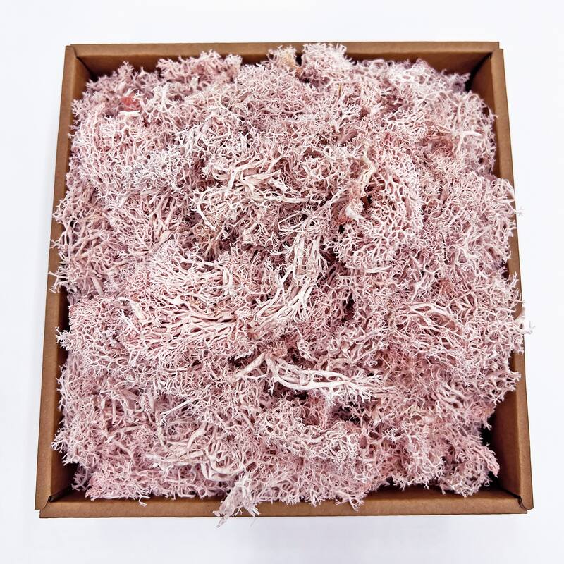 Preserved Reindeer Moss in Multiple Colors - Large - Pink