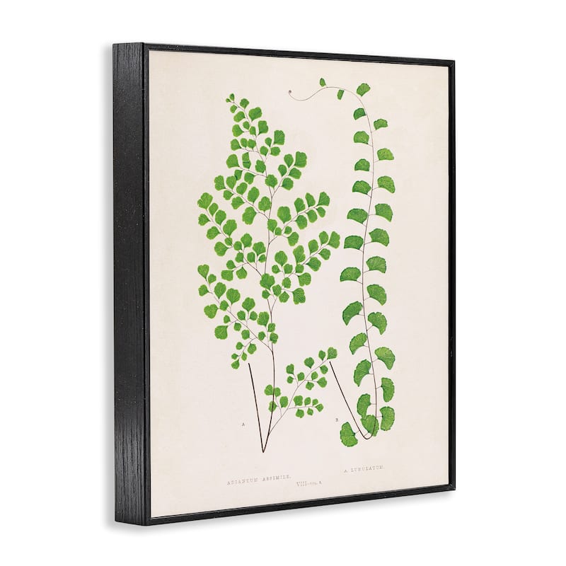 Stupell Vivid Green Ferns Study Framed Giclee Art Design By Phillipa Katz