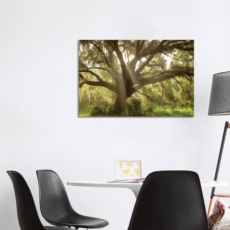 iCanvas "Beautiful Southern Live Oak tree, Flordia" by Maresa Pryor Canvas Print - 26x40x1.5