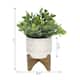 11"H Tea Plant in 6.5" GEO Ceramic Footed Pot - ONE-SIZE