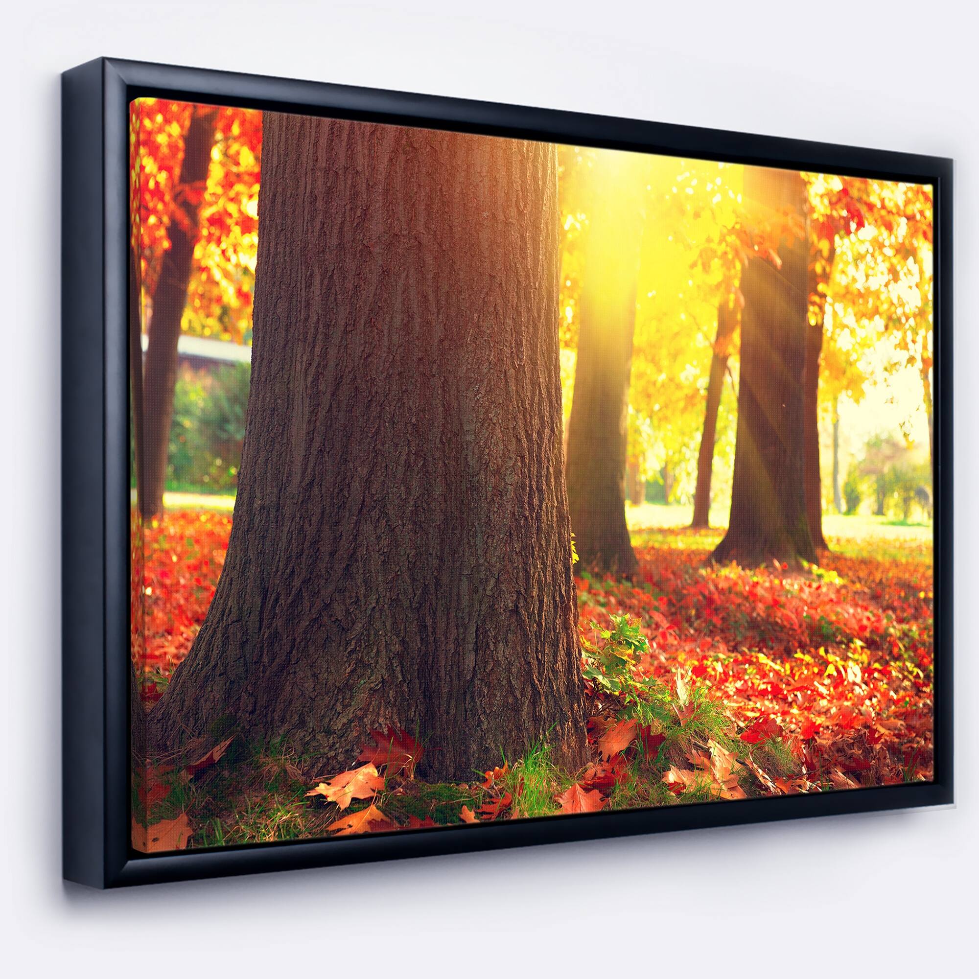 Designart "Autumn Trees in the Sunlight" Large Landscape Framed Canvas
