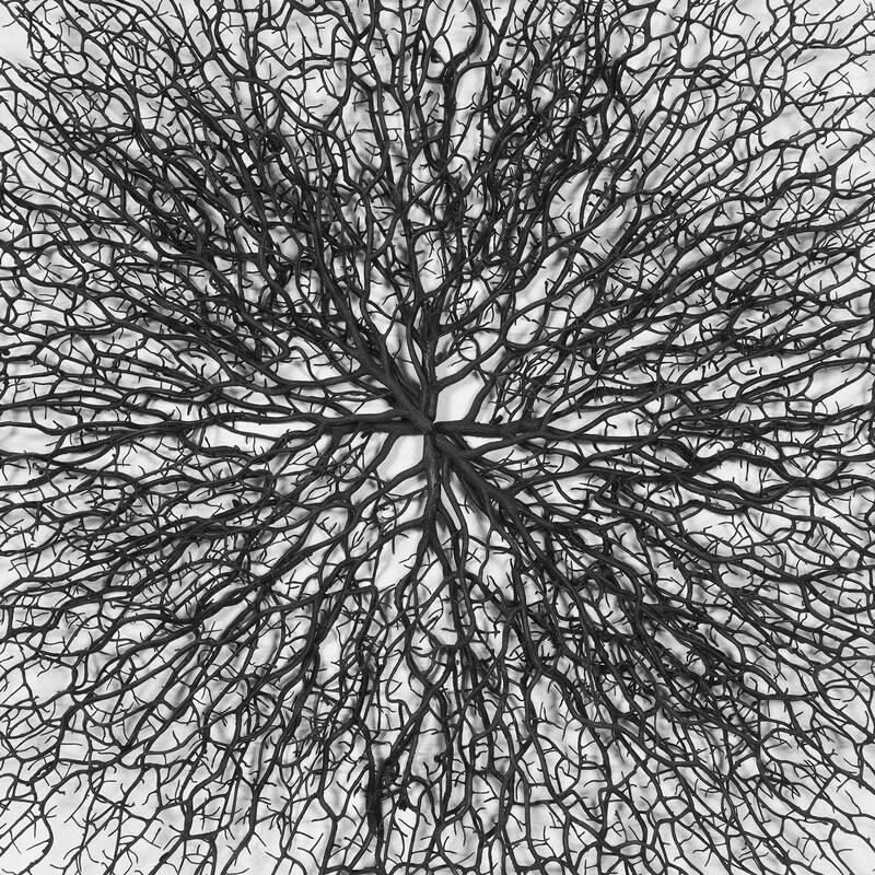 HUJI Roots On Linen Wall Art Decorative Accent