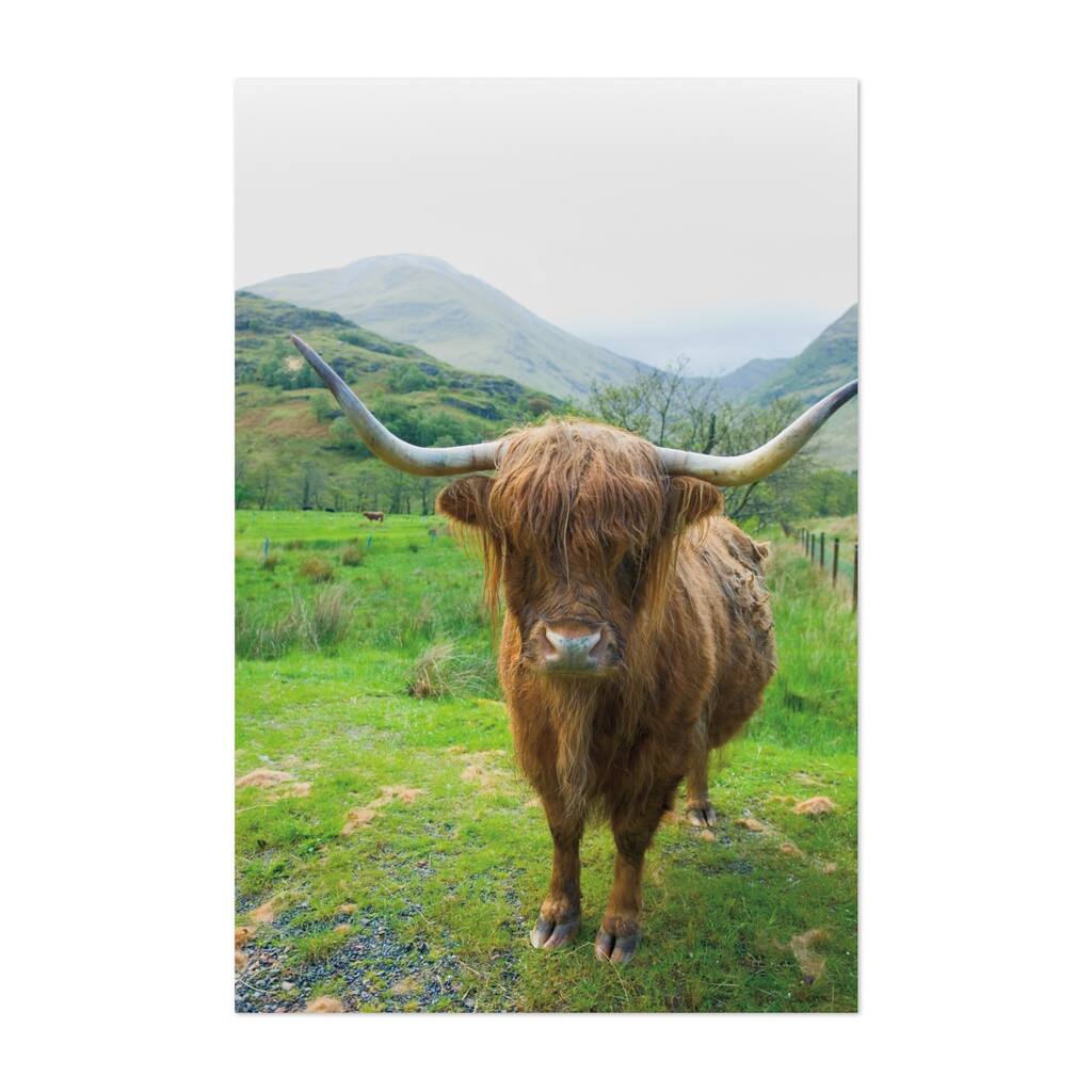 Scotland United Kingdom Scottish Highland Cattle VI Art Print/Poster