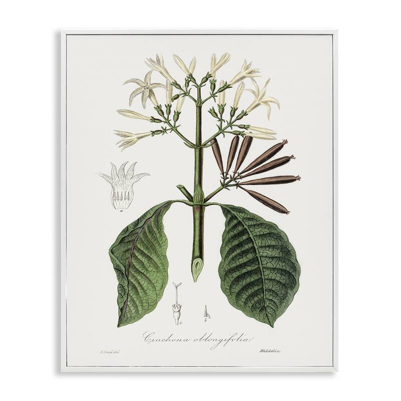 Stupell Vintage Flora Study Framed Giclee Art Design By CAD Designs - 16 x 20 - White