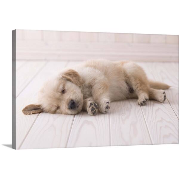 Sleeping Golden Retriever Puppy Canvas Wall Art Overstock 21001712